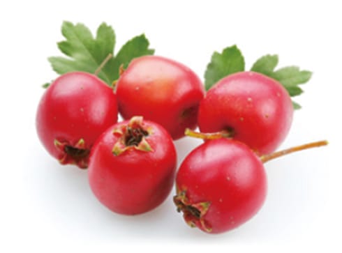 ビルベリー葉エキス